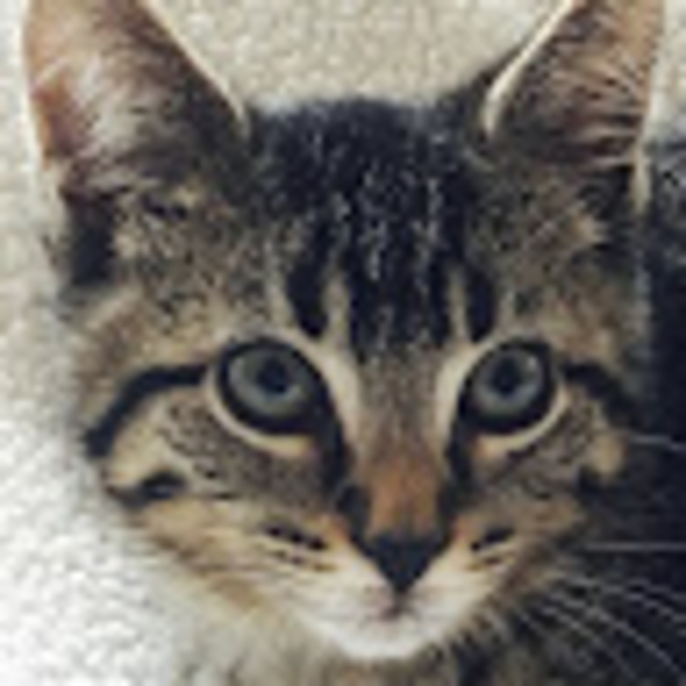 Meet your Posher, Lily